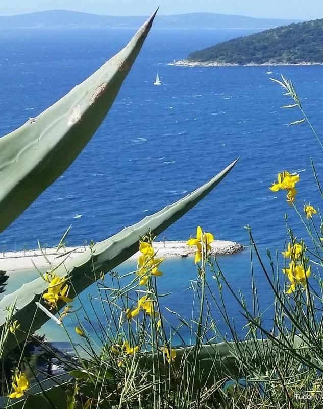Apartment Apartments Slavica Trogir